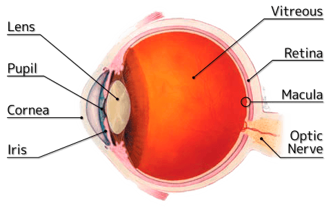 What is the Retina? Retinal detachment and other retinal issues.