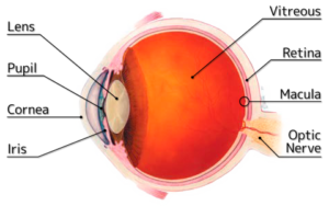 Diagram of The Human Eye