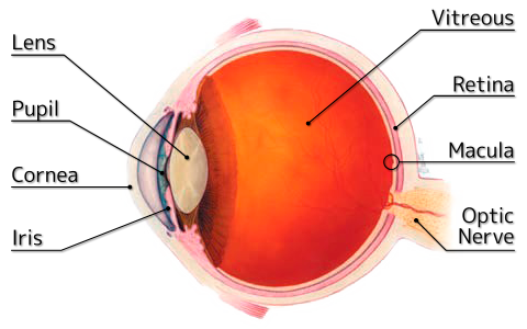 Macular Degeneration Fort Myers Low Vision Naples Retina - 